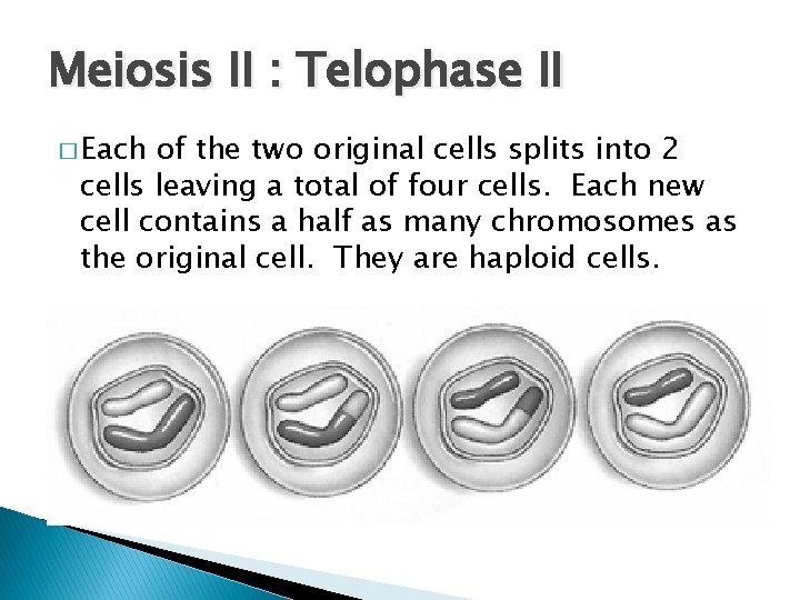 Meiosis II : Telophase II � Each of the two original cells splits into