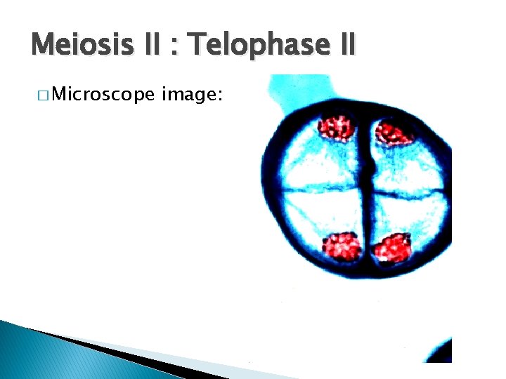 Meiosis II : Telophase II � Microscope image: 