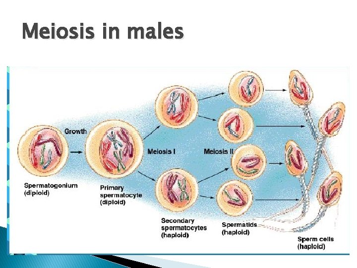 Meiosis in males 