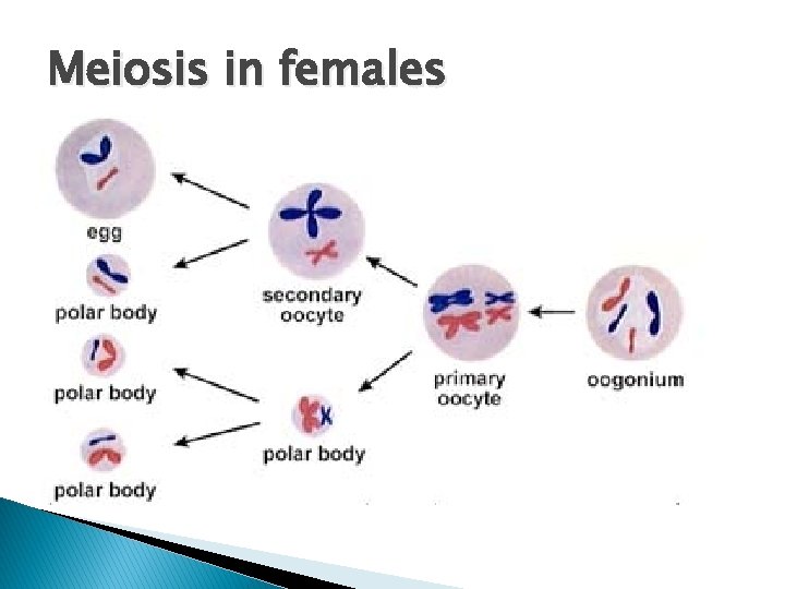 Meiosis in females 