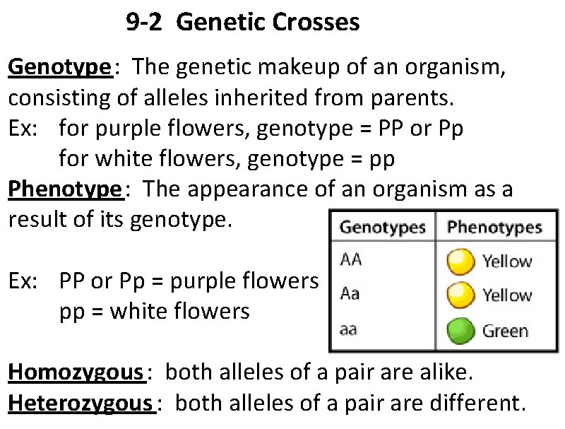 9 -2 Genetic Crosses Genotype: The genetic makeup of an organism, consisting of alleles