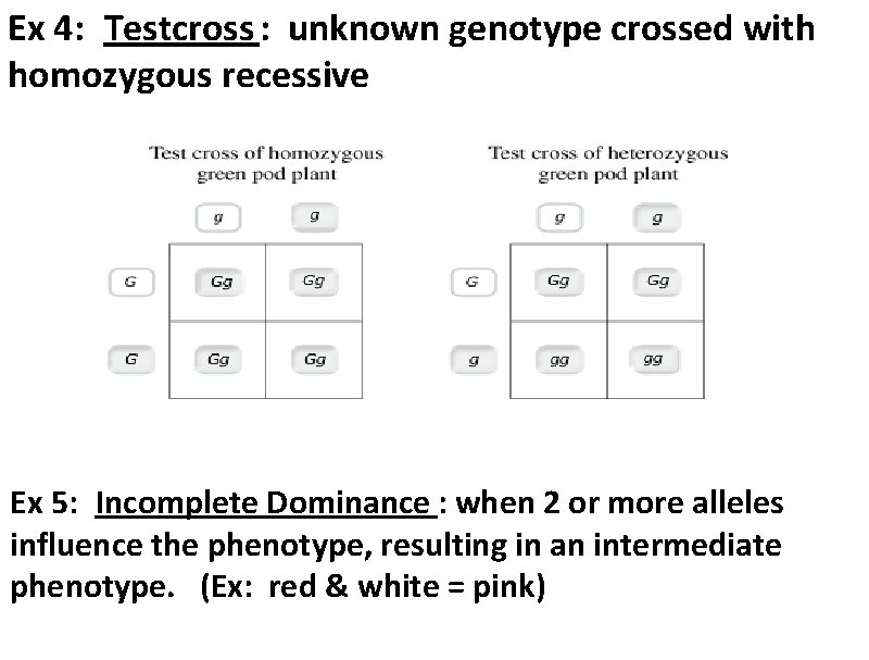 Ex 4: Testcross : unknown genotype crossed with homozygous recessive Ex 5: Incomplete Dominance