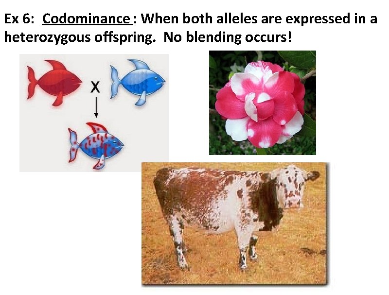 Ex 6: Codominance : When both alleles are expressed in a heterozygous offspring. No