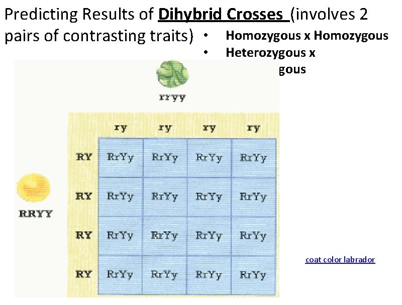 Predicting Results of Dihybrid Crosses (involves 2 pairs of contrasting traits) • Homozygous x