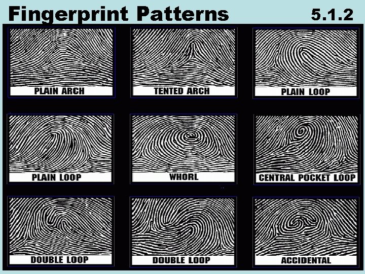 Fingerprint Patterns 5. 1. 2 