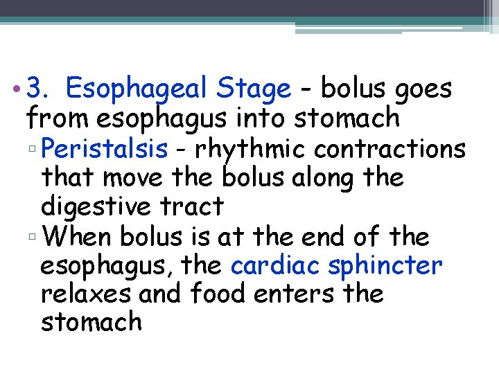  • 3. Esophageal Stage - bolus goes from esophagus into stomach ▫ Peristalsis