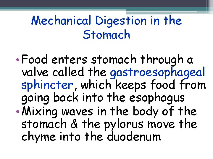 Mechanical Digestion in the Stomach • Food enters stomach through a valve called the