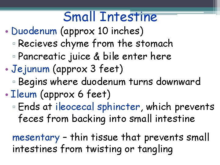 Small Intestine • Duodenum (approx 10 inches) ▫ Recieves chyme from the stomach ▫