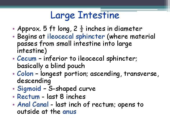 Large Intestine • Approx. 5 ft long, 2 ½ inches in diameter • Begins