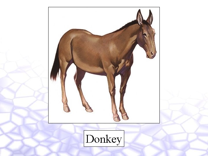 Donkey 