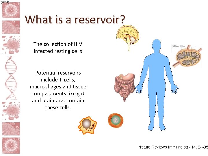  (2014) What is a reservoir? The collection of HIV infected resting cells Potential