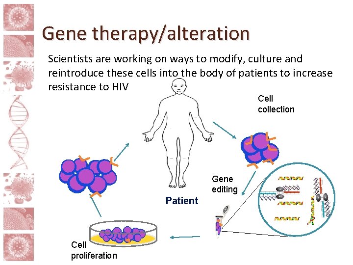 Gene therapy/alteration Scientists are working on ways to modify, culture and reintroduce these cells
