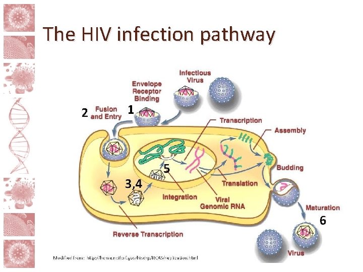 The HIV infection pathway 