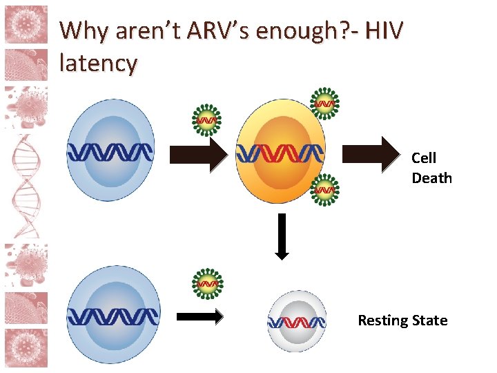 Why aren’t ARV’s enough? - HIV latency Cell Death Resting State 