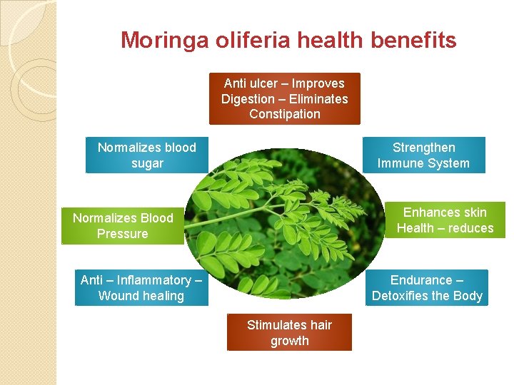 Moringa oliferia health benefits Anti ulcer – Improves Digestion – Eliminates Constipation Strengthen Immune