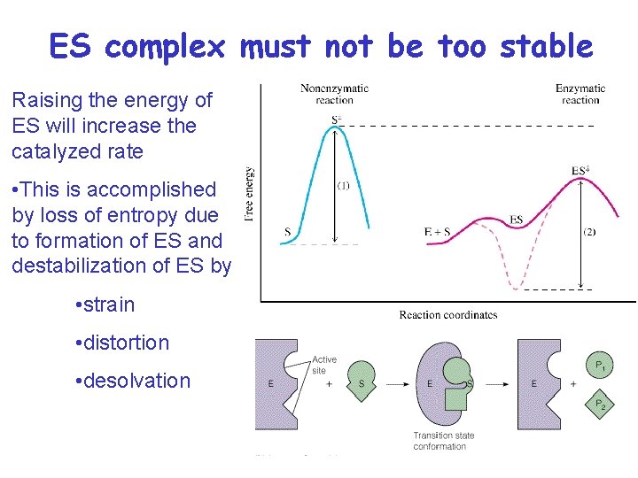 ES complex must not be too stable Raising the energy of ES will increase