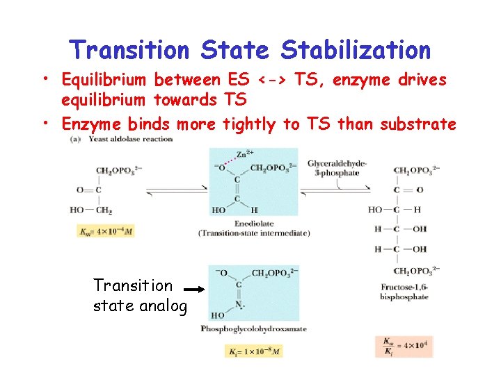 Transition State Stabilization • Equilibrium between ES <-> TS, enzyme drives equilibrium towards TS