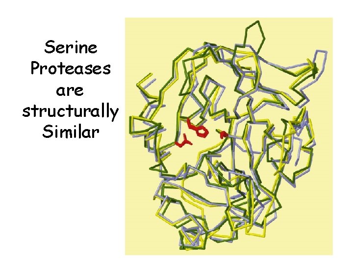 Serine Proteases are structurally Similar 