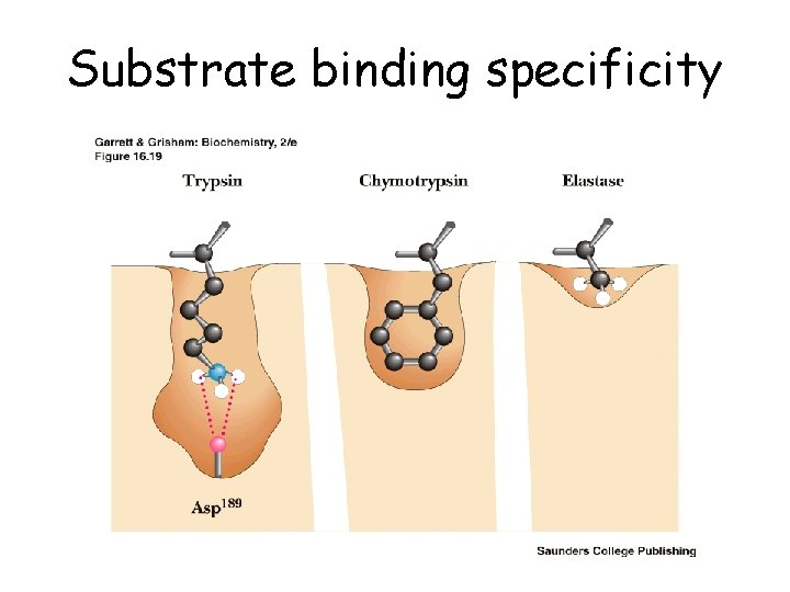 Substrate binding specificity 