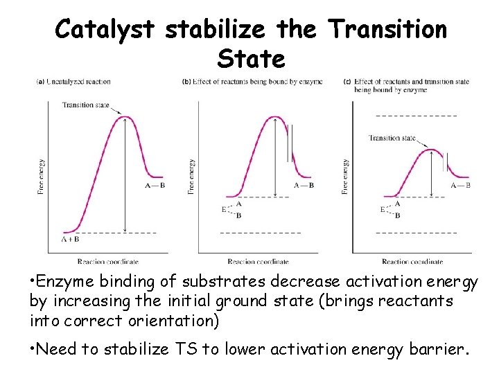Catalyst stabilize the Transition State • Enzyme binding of substrates decrease activation energy by