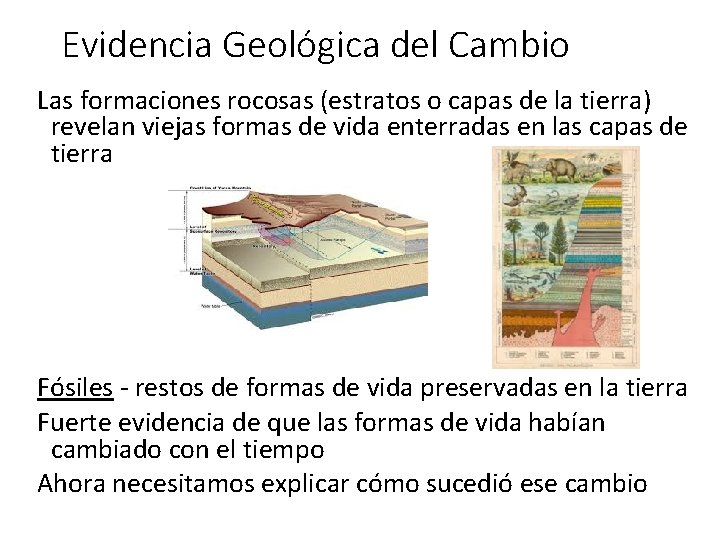 Evidencia Geológica del Cambio Las formaciones rocosas (estratos o capas de la tierra) revelan