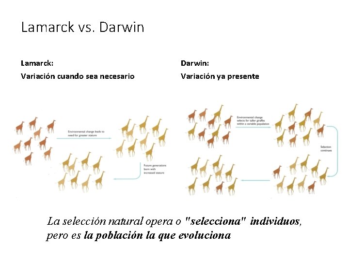 Lamarck vs. Darwin Lamarck: Variación cuando sea necesario Darwin: Variación ya presente La selección