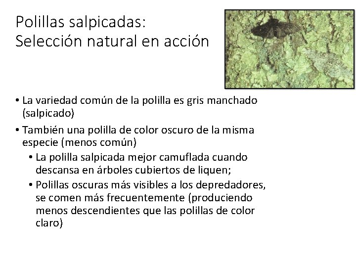 Polillas salpicadas: Selección natural en acción • La variedad común de la polilla es