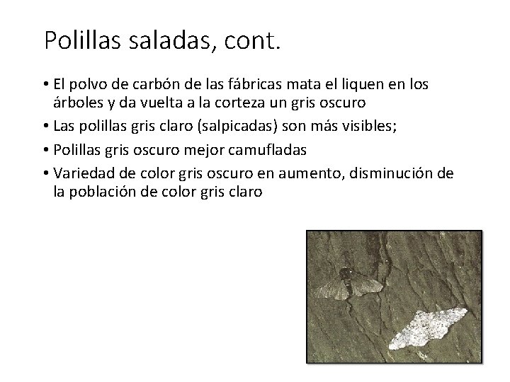 Polillas saladas, cont. • El polvo de carbón de las fábricas mata el liquen