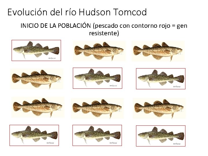 Evolución del río Hudson Tomcod INICIO DE LA POBLACIÓN (pescado contorno rojo = gen