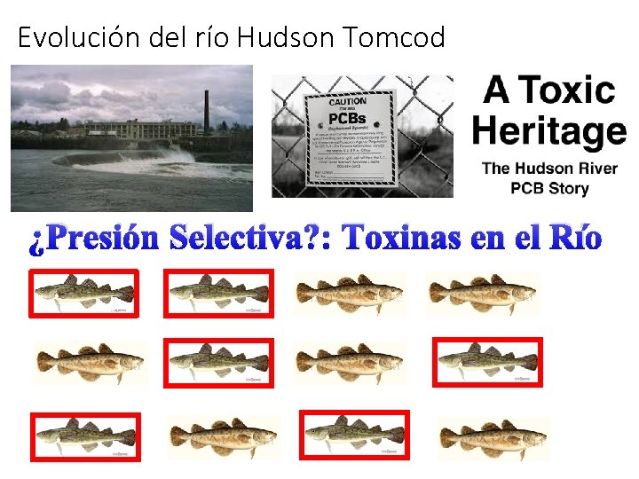 Evolución del río Hudson Tomcod ¿Presión Selectiva? : Toxinas en el Río 