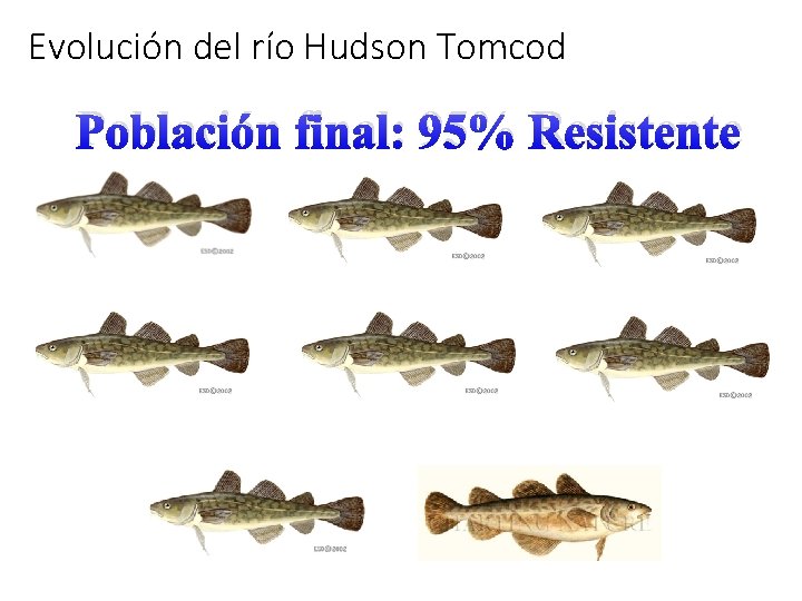 Evolución del río Hudson Tomcod Población final: 95% Resistente 