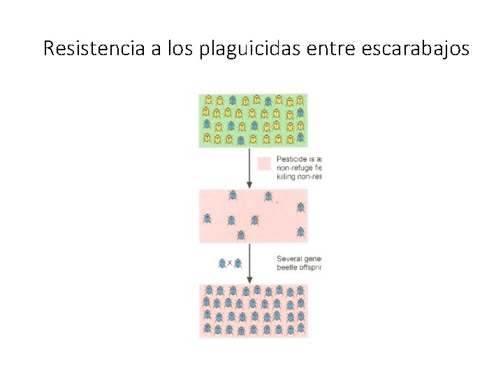 Resistencia a los plaguicidas entre escarabajos 