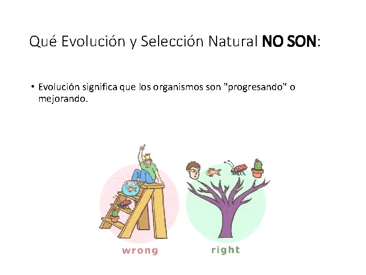 Qué Evolución y Selección Natural NO SON: • Evolución significa que los organismos son