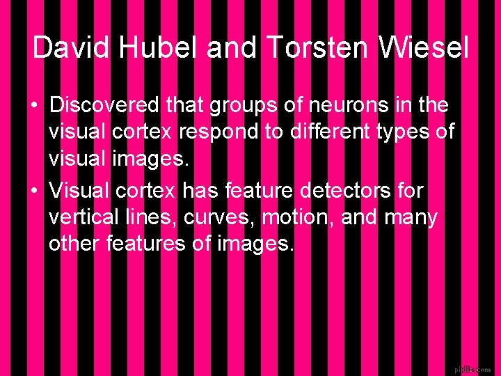 David Hubel and Torsten Wiesel • Discovered that groups of neurons in the visual