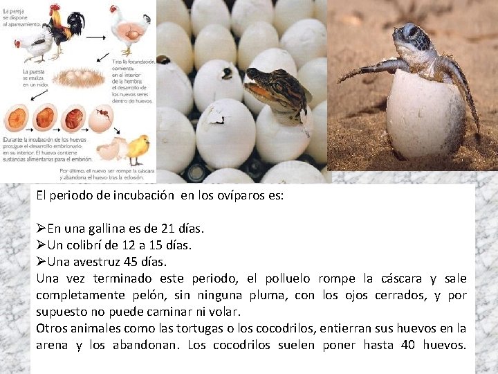 El periodo de incubación en los ovíparos es: ØEn una gallina es de 21