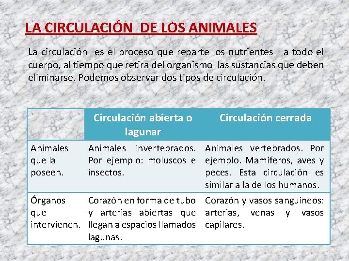 LA CIRCULACIÓN DE LOS ANIMALES La circulación es el proceso que reparte los nutrientes
