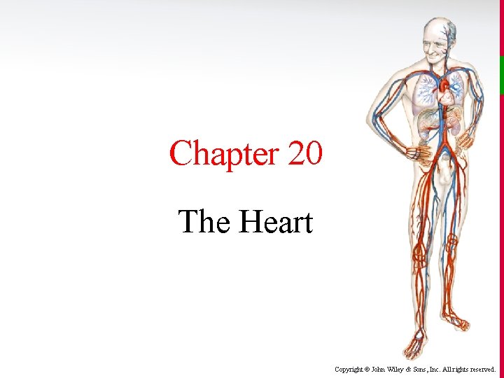 Chapter 20 The Heart Copyright © John Wiley & Sons, Inc. All rights reserved.