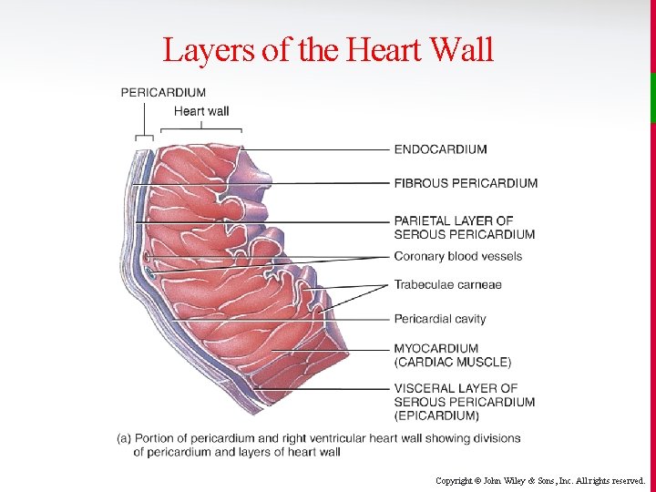 Layers of the Heart Wall Copyright © John Wiley & Sons, Inc. All rights