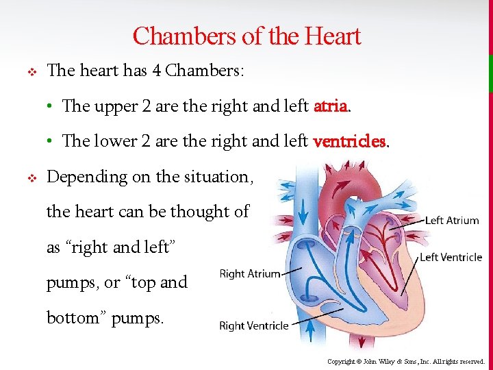 Chambers of the Heart v The heart has 4 Chambers: • The upper 2