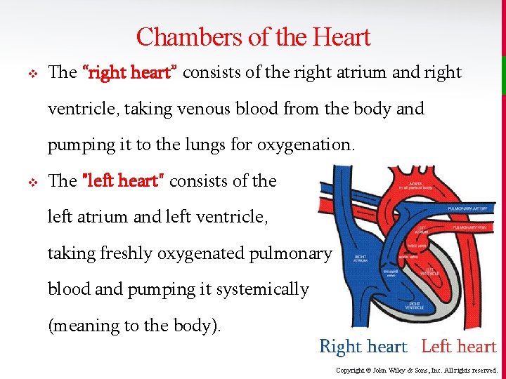 Chambers of the Heart v The “right heart” consists of the right atrium and