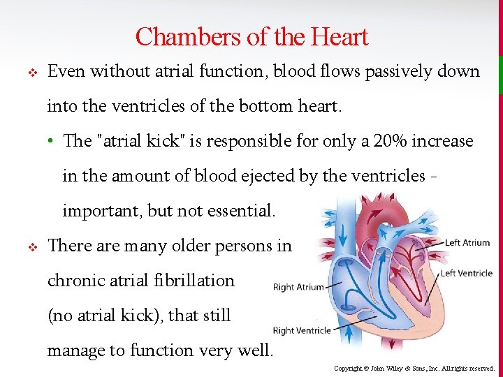 Chambers of the Heart v Even without atrial function, blood flows passively down into