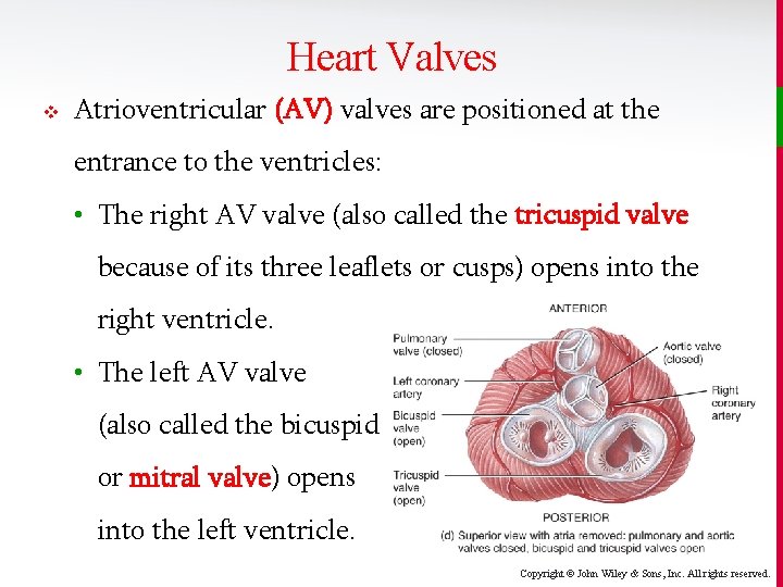 Heart Valves v Atrioventricular (AV) valves are positioned at the entrance to the ventricles: