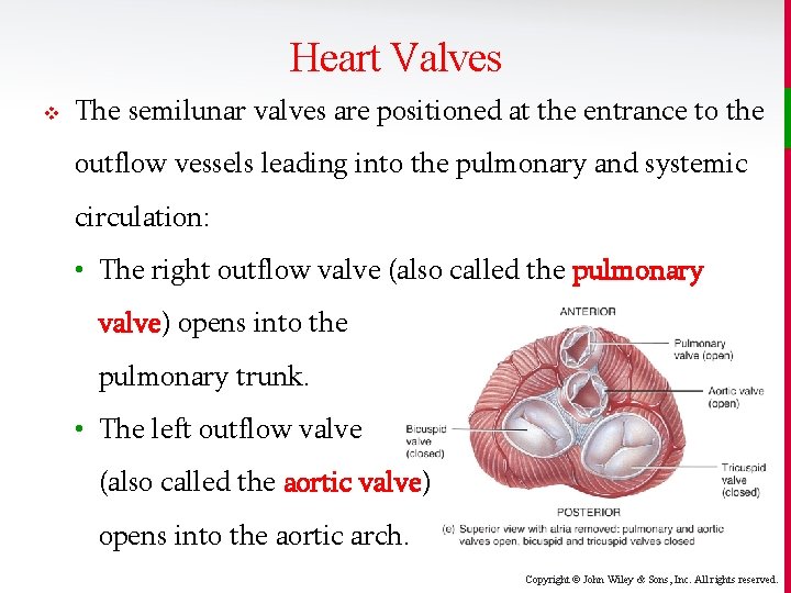 Heart Valves v The semilunar valves are positioned at the entrance to the outflow