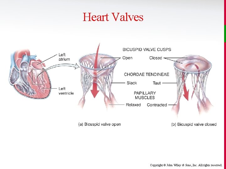 Heart Valves Copyright © John Wiley & Sons, Inc. All rights reserved. 
