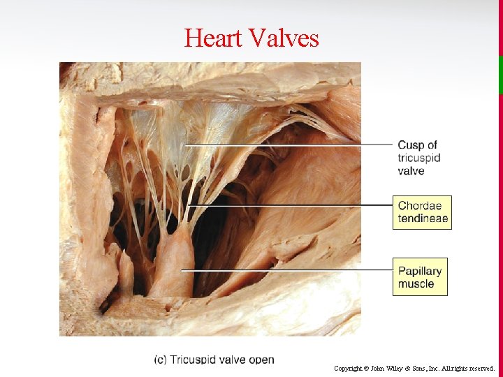 Heart Valves Copyright © John Wiley & Sons, Inc. All rights reserved. 