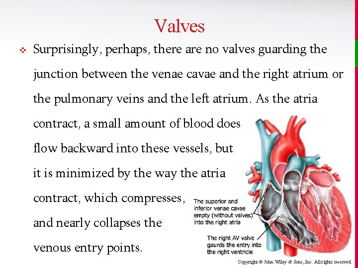 Valves v Surprisingly, perhaps, there are no valves guarding the junction between the venae