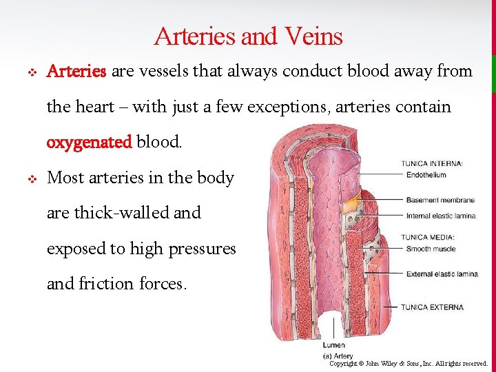 Arteries and Veins v Arteries are vessels that always conduct blood away from the