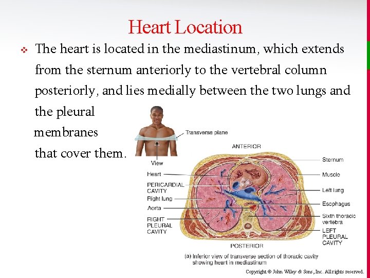 Heart Location v The heart is located in the mediastinum, which extends from the