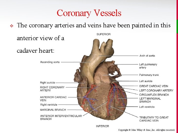 Coronary Vessels v The coronary arteries and veins have been painted in this anterior