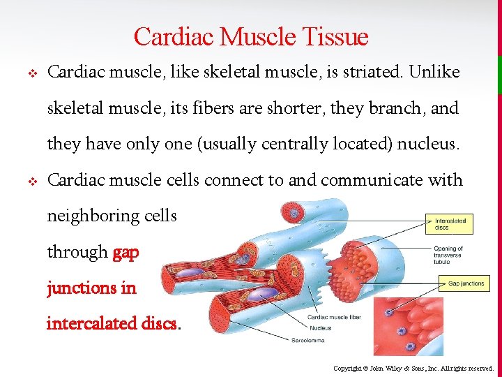 Cardiac Muscle Tissue v Cardiac muscle, like skeletal muscle, is striated. Unlike skeletal muscle,